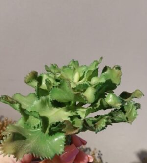 SUCULENTA MIX KAZA DECORE KD0093